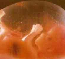 Fetalni tjedan razvoj po tjedan trudnoće