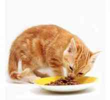 Ocjena suhe mačka jelo