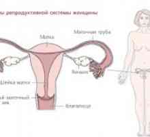 Reproduktivni organi