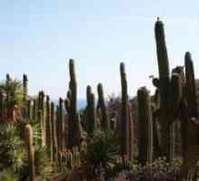 Domovinski zatvoreni kaktus