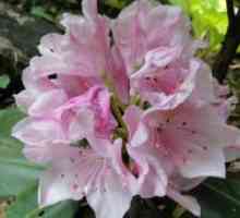 Rhododendrons - uzgoj i njegu