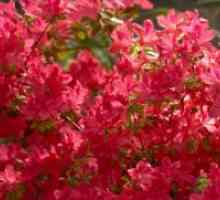 Rhododendrons - hladno-rezistentnih varijanti