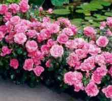 Floribunda Ruže: Sadnja i njega