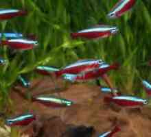 Neon riba - uzgoj