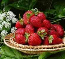 Vrtna jagoda - koristi i štete