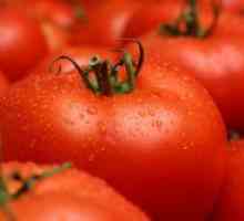 Najukusnijih sorti rajčice