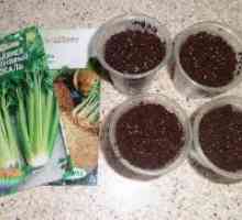 Celer - uzgoj iz sjemena