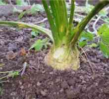 Celer - uzgoj i njegu