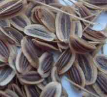Koromač sjemena - ljekovita svojstva i kontraindikacije
