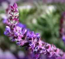 Salvia officinalis - prijava