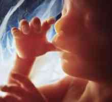 Miješanje fetusa prije rođenja