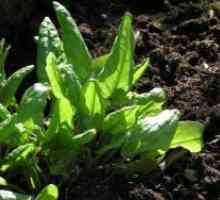 Loboda - uzgoj iz sjemena