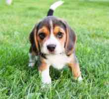 Beagle štenci