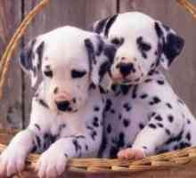 Dalmatinski štenci