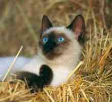 Sijamski mačka pasmina