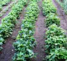 Zeleni gnoj za jagode
