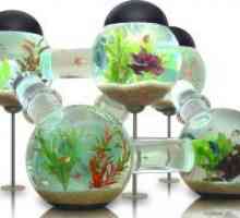Kako obraniti vodu za akvarij?