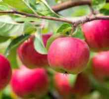 Koliko puta u životu jabuku stablo rađa plodovima?