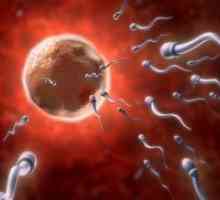Koliko živi jaje nakon ovulacije?