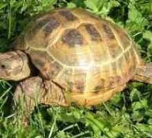 Koliko žive kopnene kornjače?