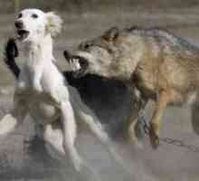 Pas za lov vukova
