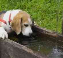 Pas je pio puno vode - uzrok