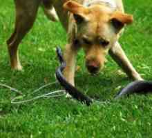 Pas je ugrizla zmija - što učiniti?
