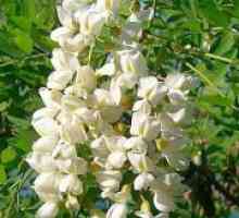 Sophora japonica - ljekovita svojstva i kontraindikacije