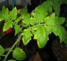 Suhi listovi sadnica rajčice, što da radim?