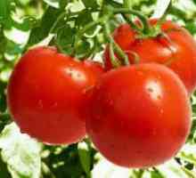 Sorti rajčice za otvoreno polje