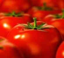 Sorte rajčica otporne na kasne snijeti