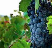 Sorte grožđa za vino