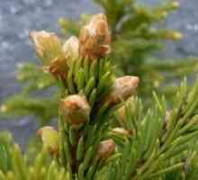 Pine pupoljci - ljekovita svojstva