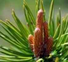 Pine pupoljci kašalj - recept