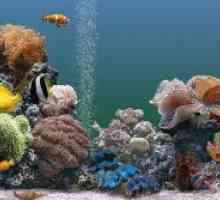 Kompatibilnost akvarijske ribe