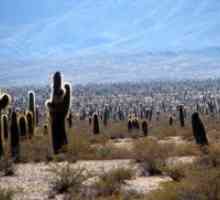Kaktus Stanište