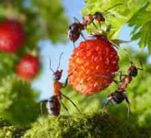 Lijek za mrava u vrtu