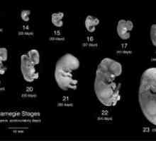 Ljudskog embrija faza razvoja