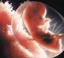 Faze razvoja embrija