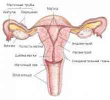 Struktura maternice