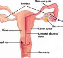 Struktura ženskih reproduktivnih organa