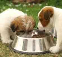 Suha hrana za male pasmine štenaca