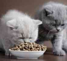 Suha hrana za sterilizirane mačke