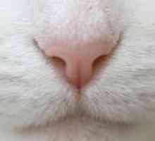 Suha nos mačića