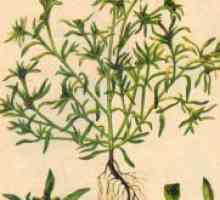 Cottonweed - ljekovita svojstva i kontraindikacije
