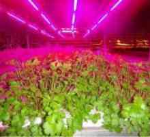 LED svjetla za sadnice