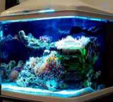 LED svjetiljke za akvarij