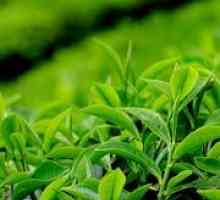 Svojstva zelenog čaja