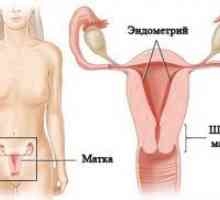Debljina endometrija tijekom trudnoće