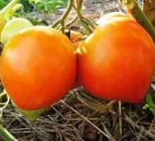 Rajčica „Budenovka”